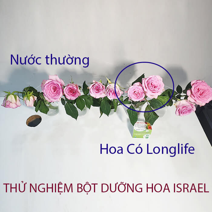 Thử nghiệm bột cắm hoa hồng lâu tàn Israel
