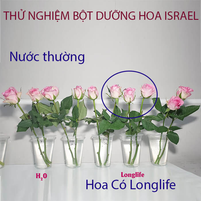 So sánh hoa hồng cắm bình sau 15 ngày có dùng Gói Dưỡng Hoa Longlife