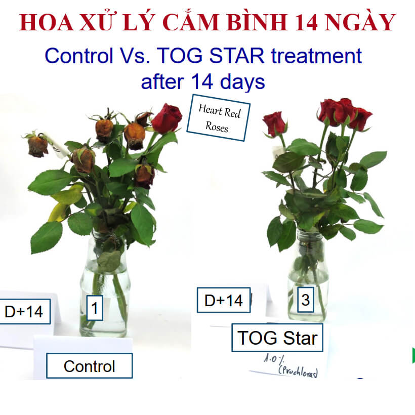 Xử lý cắm bình hoa hồng 14 ngày