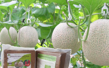 Mụn xơ dừa trồng dưa lưới tốt không?