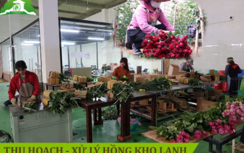 Thu hoạch và xử lý hoa hồng cắt cành bảo quản trong kho lạnh