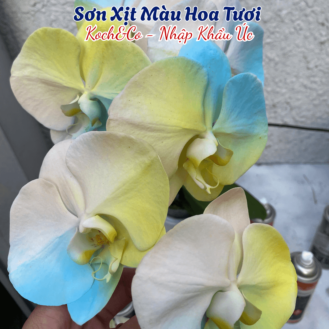 son-xit-mau-hoa-tuoi-nhap-khau-uc-koch-&-co-mau-trang-nga-2501 (1)